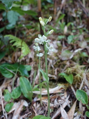 Platanthera brevicalcarata