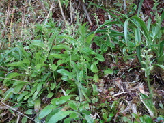 Platanthera brevicalcarata