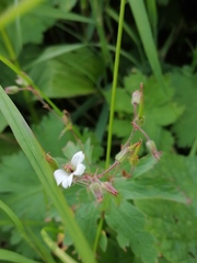 Geranium krylovii