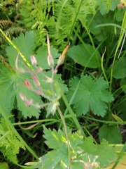 Geranium krylovii