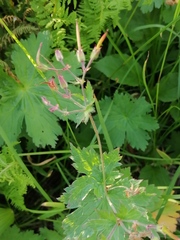 Geranium krylovii