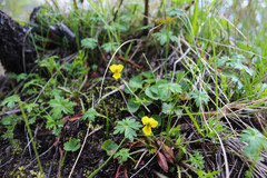 Viola biflora biflora