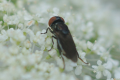 Chrysogaster