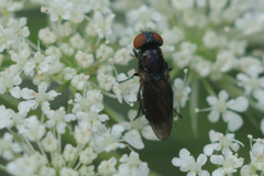 Chrysogaster