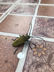 Celosterna luteopubens