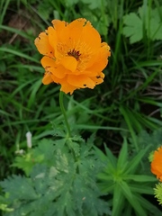 Trollius altaicus