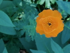Trollius altaicus