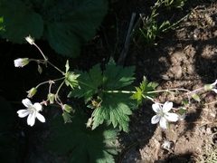 Geranium krylovii