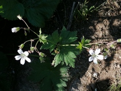Geranium krylovii