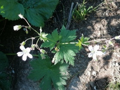 Geranium krylovii