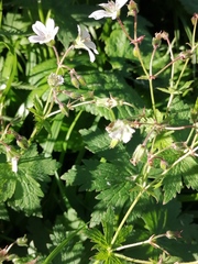 Geranium krylovii