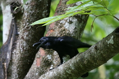 Corvus macrorhynchos culminatus