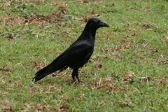 Corvus macrorhynchos culminatus