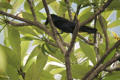 Corvus macrorhynchos culminatus