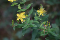 Hypericum hircinum majus