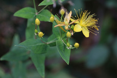 Hypericum hircinum majus