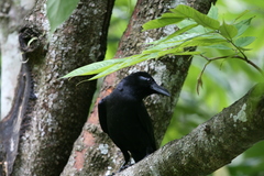 Corvus macrorhynchos culminatus