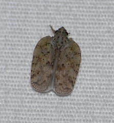 Flatoidinus punctatus