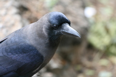 Corvus splendens