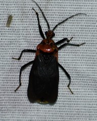Rhiginia cinctiventris