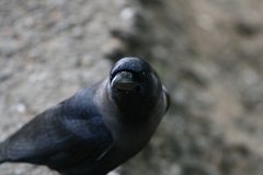 Corvus splendens