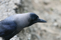 Corvus splendens