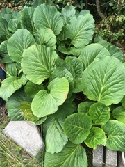 Bergenia
