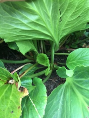 Bergenia