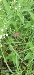 Phyciodes pallescens