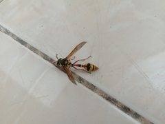 Delta campaniforme campaniforme