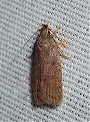 Autosticha kyotensis