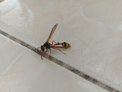 Delta campaniforme campaniforme