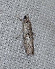 Zamagiria australella