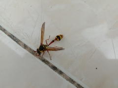 Delta campaniforme campaniforme