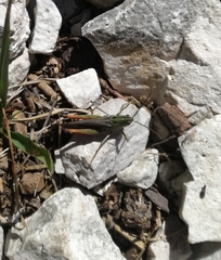 Stenobothrus rubicundulus