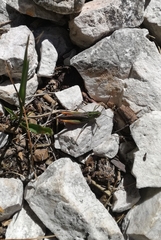 Stenobothrus rubicundulus