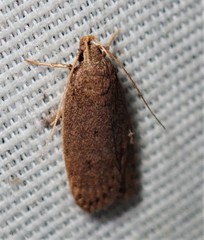 Autosticha kyotensis