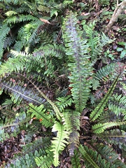 Blechnum norfolkianum
