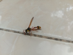 Delta campaniforme campaniforme