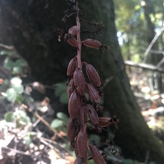 Corallorhiza maculata