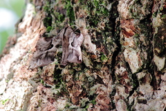 Phyllosphingia dissimilis