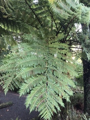 Cyathea kermadecensis
