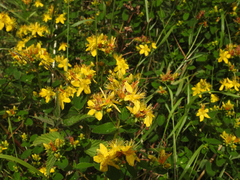 Hypericum tetrapterum