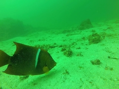 Holacanthus passer