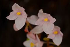 Begonia crenata