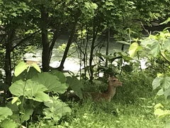 Cervus nippon yesoensis