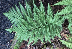 Dicksonia lanata