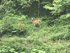 Cervus nippon yesoensis
