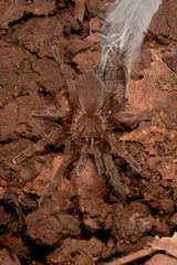 Selenocosmiinae