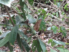 Morpho menelaus amathonte